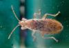 Orsillus sp.